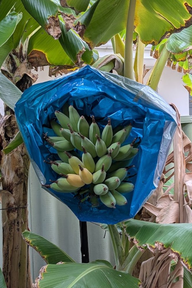 Ripening fruit